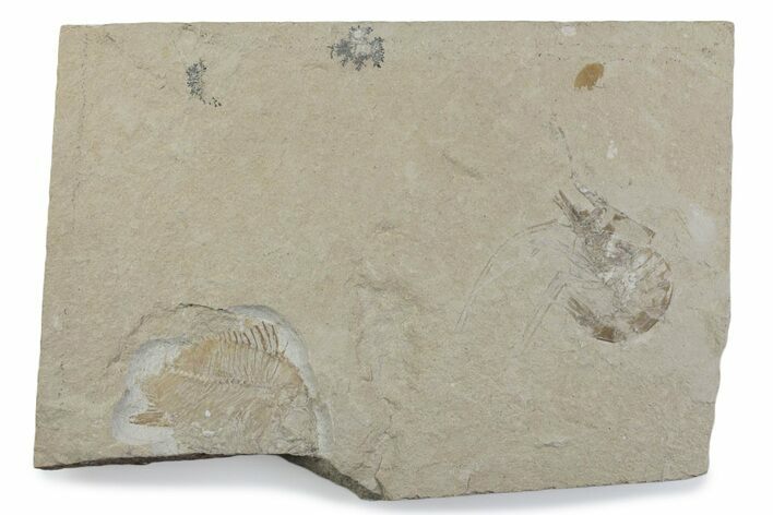 Cretaceous Fossil Shrimp and Fish - Lebanon #376366